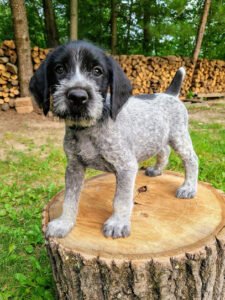 Bearded Gundogs – German Wirehaired Pointers, Dog Training and Boarding