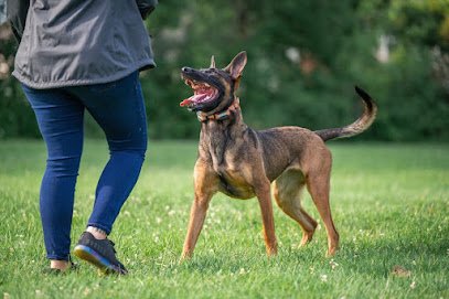 Sit Means Sit Dog Training Madison