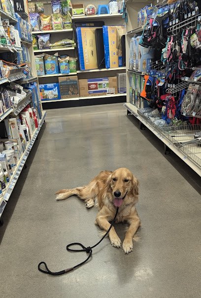 Balanced K9 Training