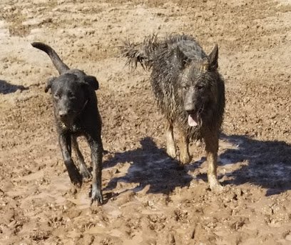 Canine Training Camp