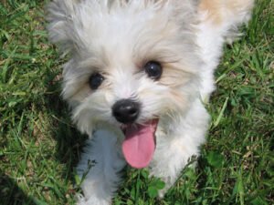Taproot Dog Training, LLC