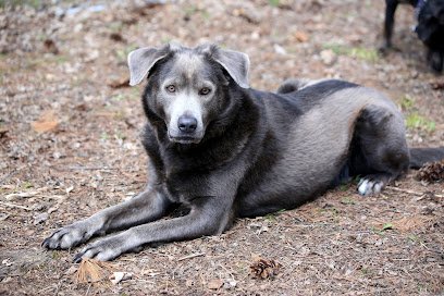 Simply Smith LLC – Dog Training – Behaviorist