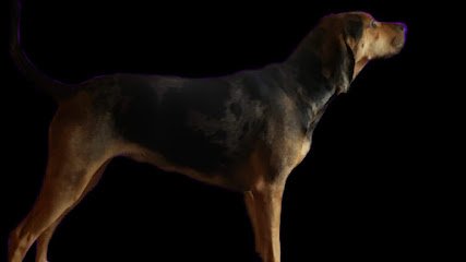 BDH Canine Solutions