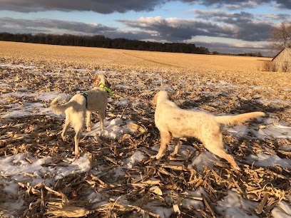 Topper’s Gun Dog Training