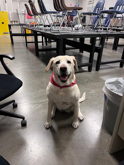 Sit Means Sit Wyoming Dog Training