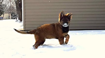 Heart Mountain K9