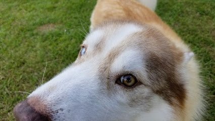 The Holistic Canine