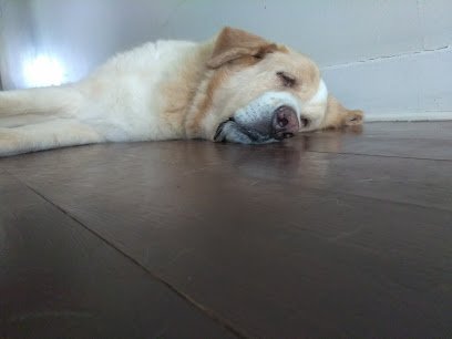 Carmel’s Canine Club